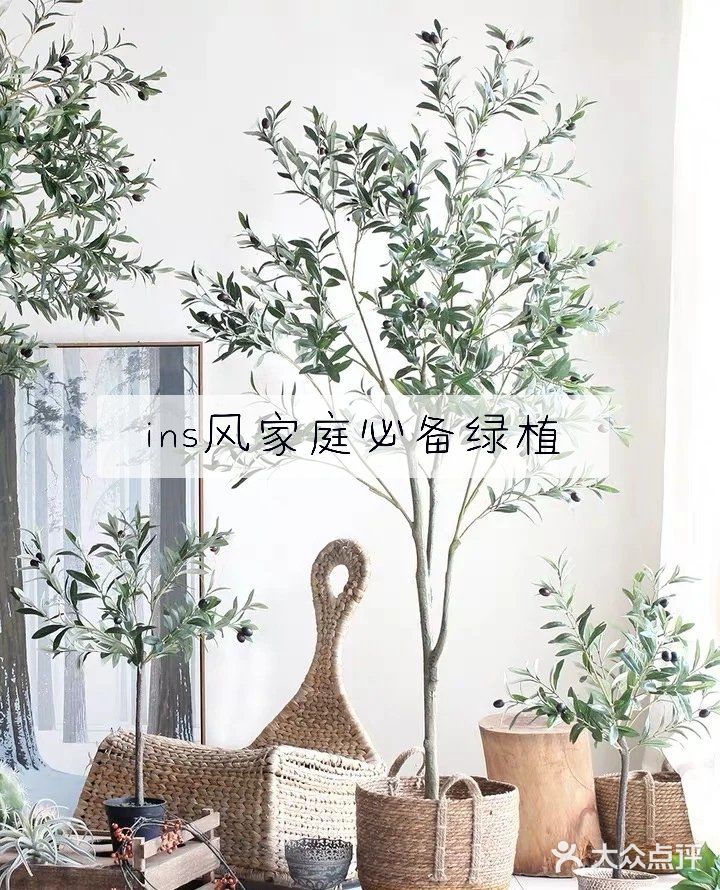 ins风家庭必备绿植推荐