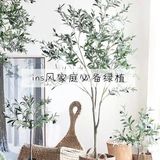 ins风家庭必备绿植推荐