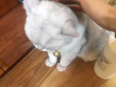-李小姐の猫咖啡馆(五角场店)
