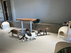 -Cappucimeow猫咪咖啡馆(韦伯时代店)