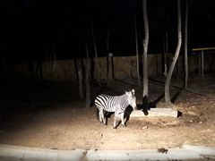 -清迈夜间动物园