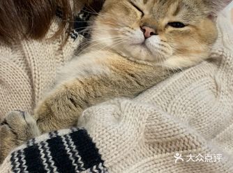 杭州探店｜猫咖打卡｜猫猫巨可爱