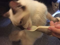 -猫色咖啡·猫咖