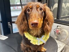 -樱桃家的宠物店(君安花园店)