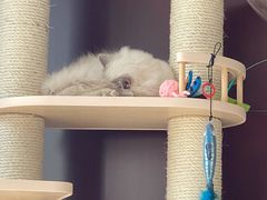 -猫大福·Fortune Cat猫舍(百子湾店)