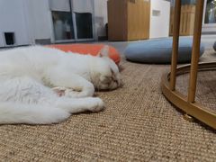 -Heymao猫咖.咖啡厅(东门店)
