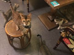 -猫色咖啡·猫咖