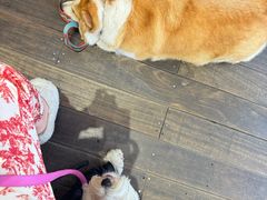 -肥朵食堂(带梦胡同店)