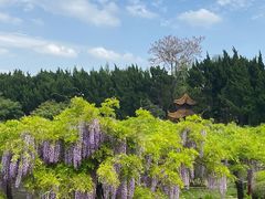 -嘉定紫藤园