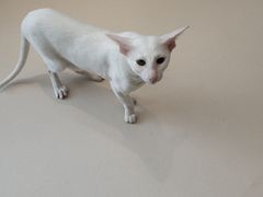 -飞行喵MR PILOT|猫舍·猫咖(静安大融城店)