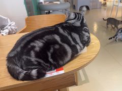 -藏猫猫咖啡主题馆(中央大道店)