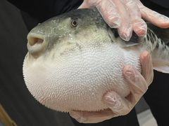 -鲐赏河豚(长寿店)