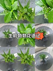 -HEYAN荷妍专业脱毛连锁机构