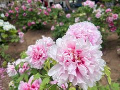 -洛阳市隋唐城遗址植物园