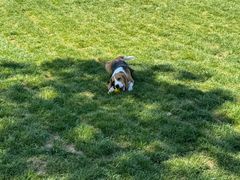 -爪吧宠物乐园 (温榆河示范区店)