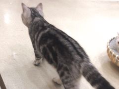 -共舞时光猫咖·狗咖(新街口店)