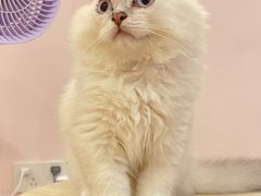 -猫咪派对(江南西店)