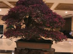 -华雅花园大酒店