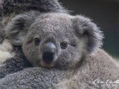 -成都蒲江花样年福朋喜来登度假酒店·宜客乐西餐厅