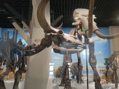 -国家自然博物馆