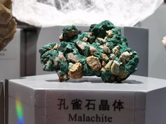 -正佳自然科学博物馆