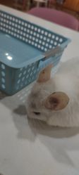 -Moni星球萌宠·小马宝莉·灵蛇·高端高阶全萌宠互动体验俱乐部(红豆国际广场店)