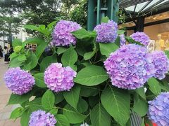 -双季花艺园艺市场(浦东店)