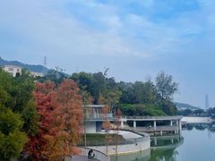 -银湖山郊野公园-相思林