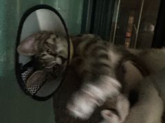 -爱佳宠物中心医院24H·CT·骨外科·猫专科(瑶海万达店)