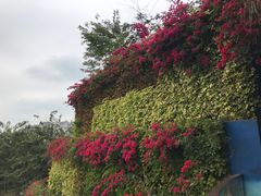 -海花岛旅游度假区
