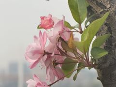 -海棠烟雨公园