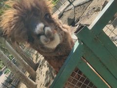 -新疆天山野生动物园