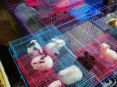 -中北世纪城夜市小吃街CENURY CITY