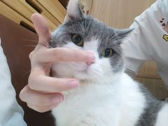 -MOCHA明星猫咖(田子坊店)