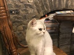-猫色咖啡·猫咖