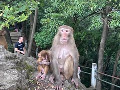 -黔灵山公园
