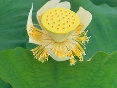 -武汉紫薇都市田园