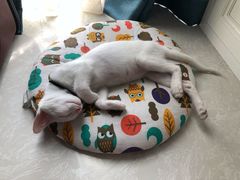 -创凡宠物医院·骨专科  猫科中心(西乡分院)