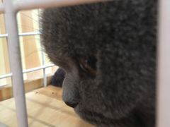 -爱宠屋pet shop·宠物洗澡·宠物美容
