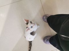 -团子家猫咪猫咖馆·柯基·柯尔鸭