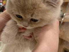 -袖虎·猫馆(体育西路店)