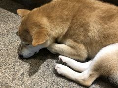 -more than meow吴止猫主题餐厅(承德 中船汇店)