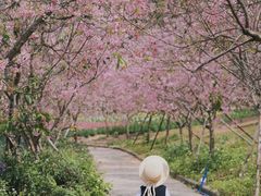 -天适樱花悠乐园