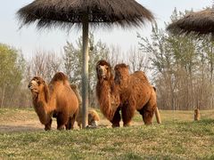 -北京野生动物园