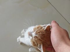 -瑞派名望志远动物医院·猫科·內科·异宠专科(直港大道店)