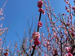 -苏州上方山国家森林公园