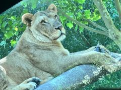 -北京野生动物园