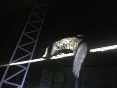 -清迈夜间动物园