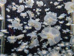 -太平洋海底世界