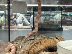 -帕帕拉兹宠物(亚洲旗舰店)